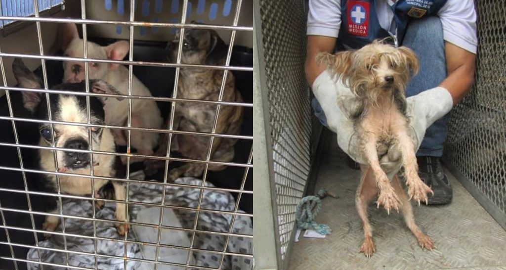 perros-rescatados-en-cali-la-chiva-de-uraba-min