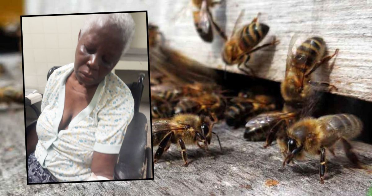 picada-por-abejas-africanas-la-chiva-de-uraba