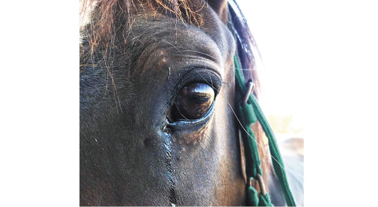 caballo_murio_en-accidente-la-chiva-de-uraba