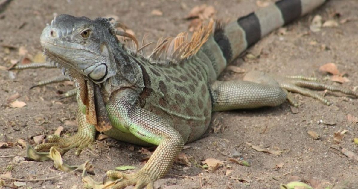 iguanas-comercializadas-la-chiva-de-uraba