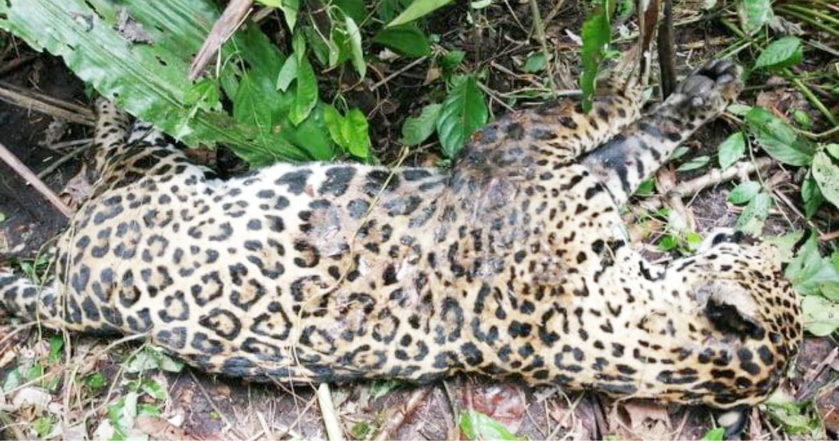 jaguar-asesinado-la-chiva-de-uraba