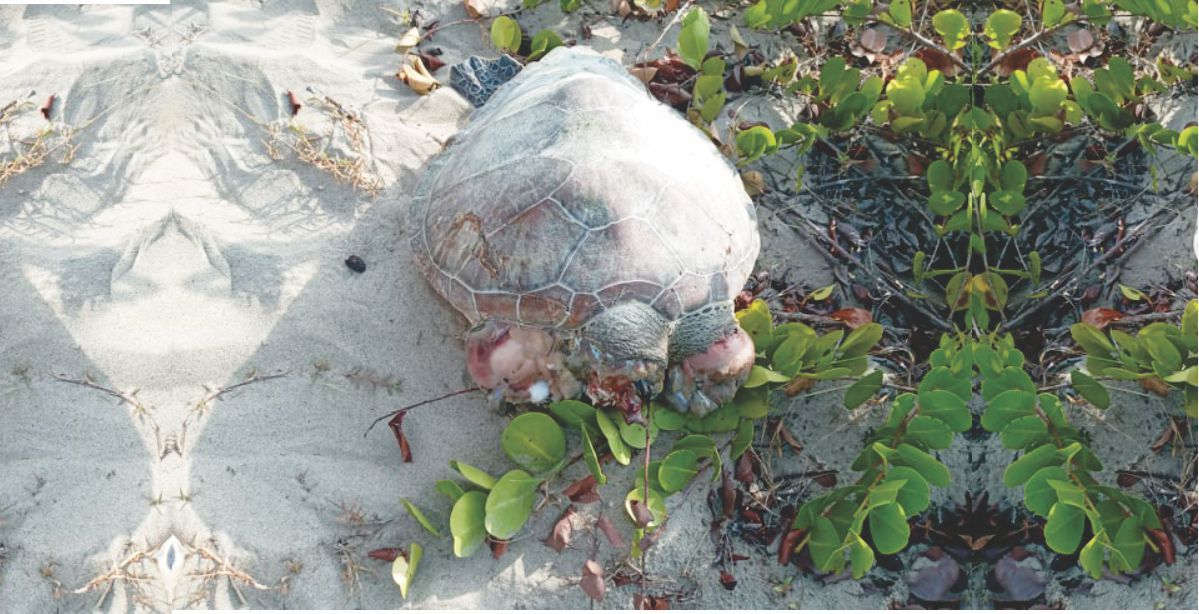muerte-de-tortugas-carey-en-extinsion-la-chiva-de-uraba 5