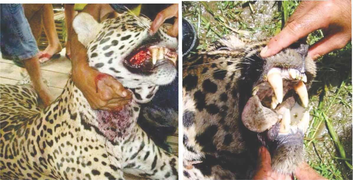 felinos-atacando-humanos-lachiva-de-uraba