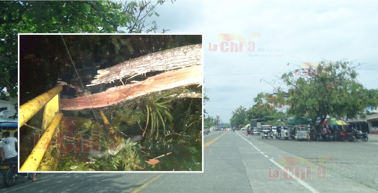 cayo-arbol-envia-nacional-mutata-la-chiva-de-uraba