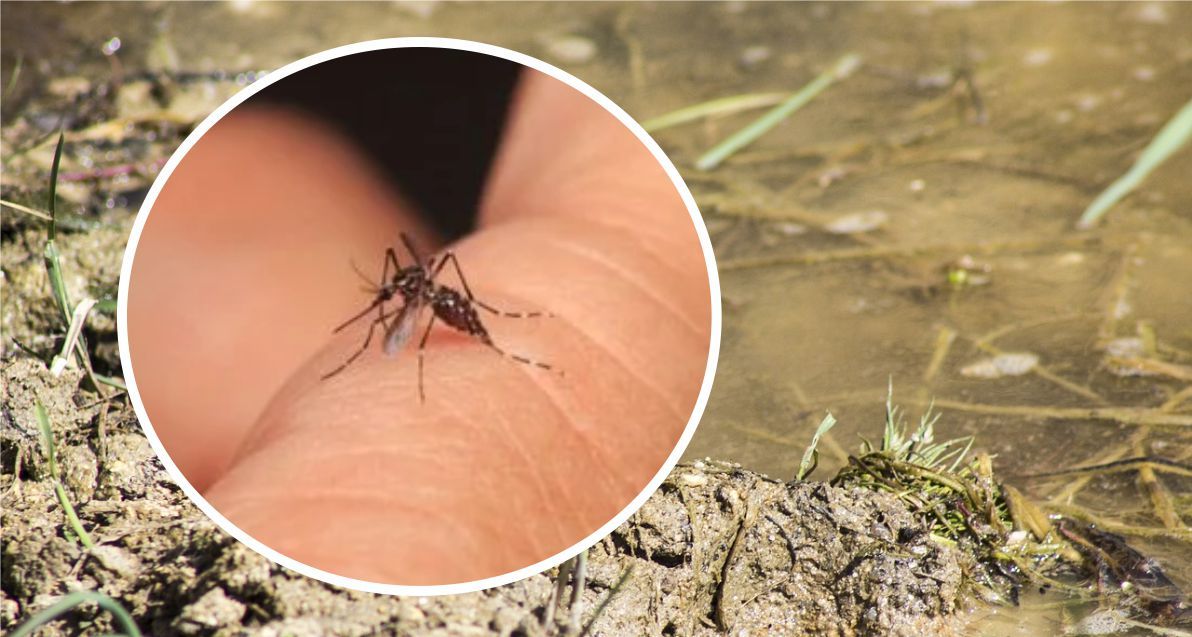 dengue-enfermedad-virus-colombia-la-chiva-de-uraba