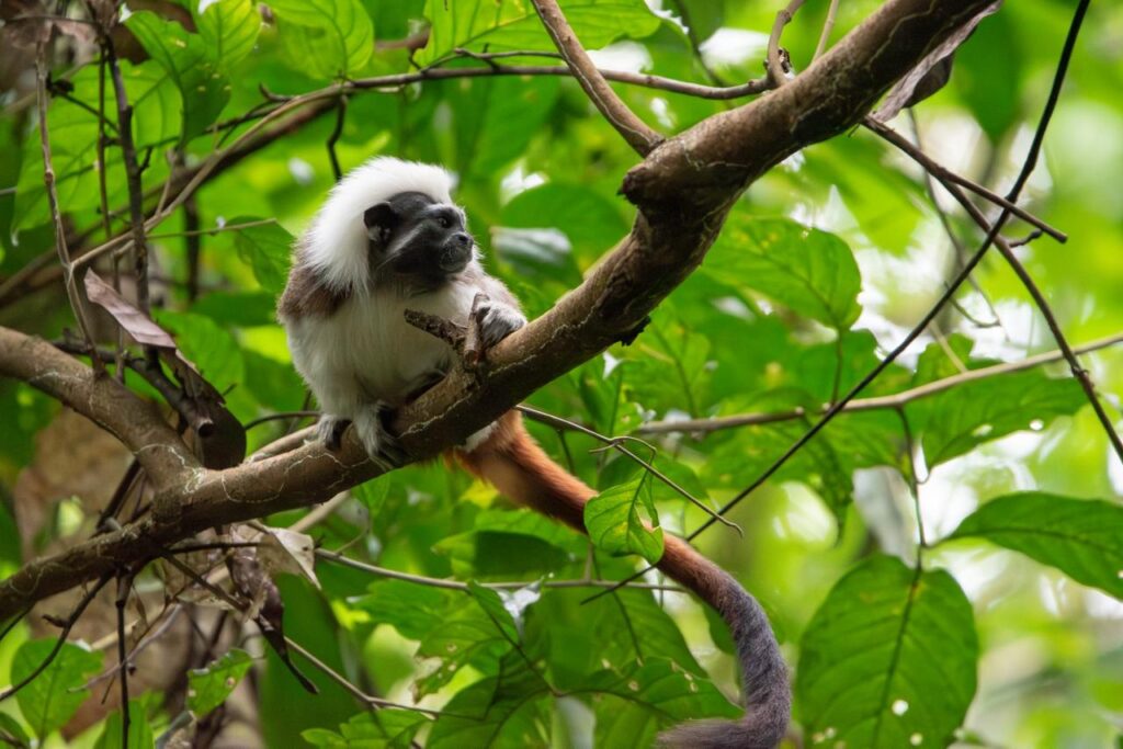 Seis titíes cabeciblancos vuelven a la libertad en Urabá tras dos años de recuperación